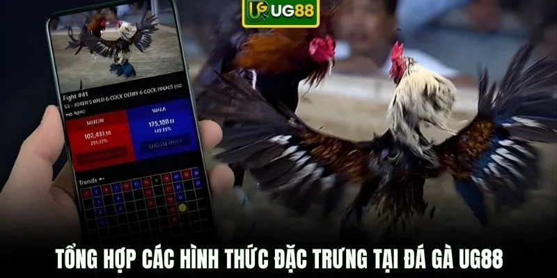 Tổng hợp các hình thức đặc trưng tại đá gà UG88